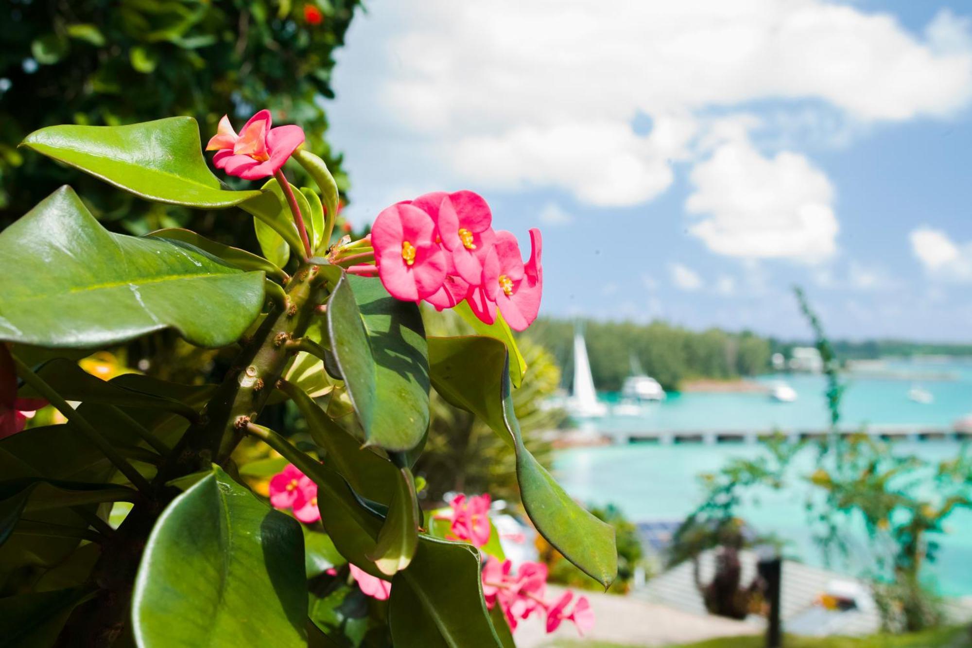 コリブリ ホテル Baie Sainte Anne エクステリア 写真