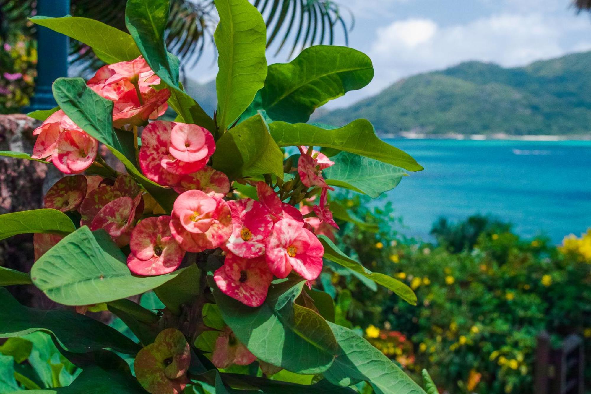 コリブリ ホテル Baie Sainte Anne エクステリア 写真