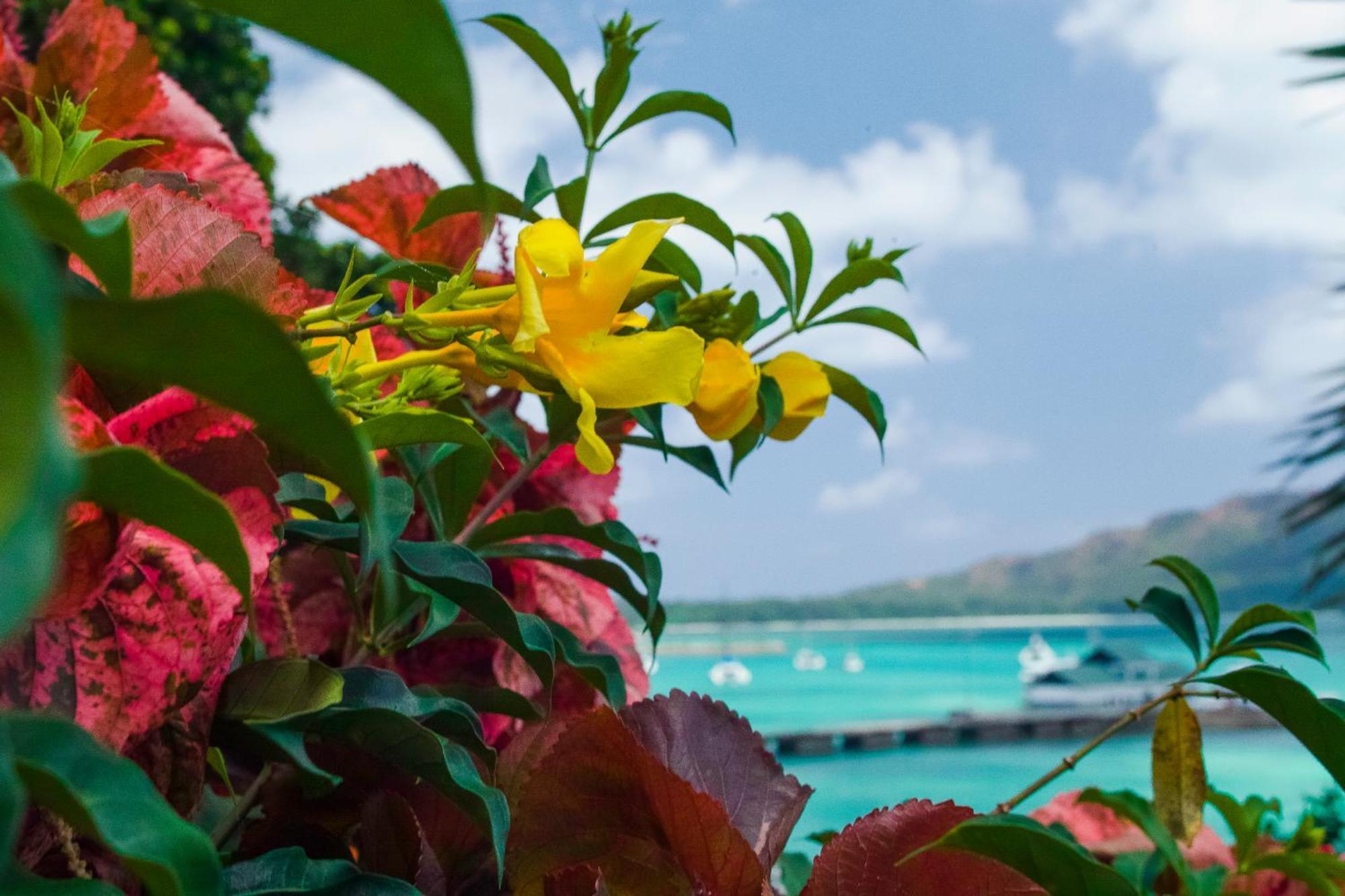 コリブリ ホテル Baie Sainte Anne エクステリア 写真